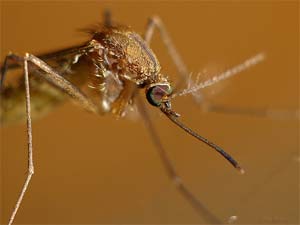 Mosquito