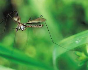 Mosquito posado