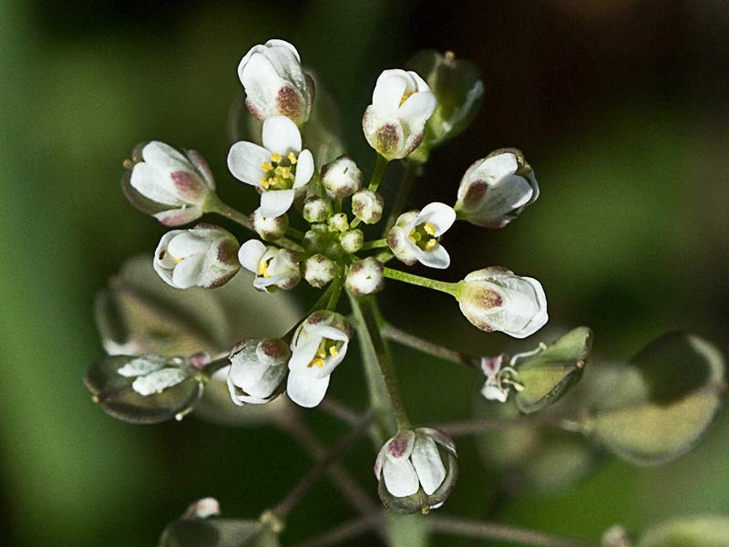 Mostacilla brava (Thlaspi perfoliatum)