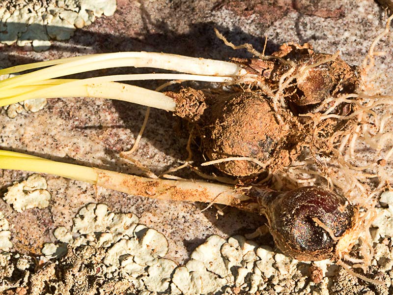 Bulbo subgloboso con túnica negra o marrón oscura del Narciso blanco, Narcissus cantabricus