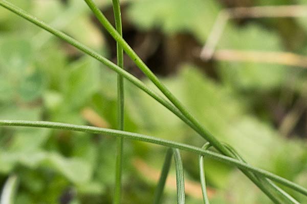 Hojas del Narciso blanco, campanitas (Narcissus cantabricus)