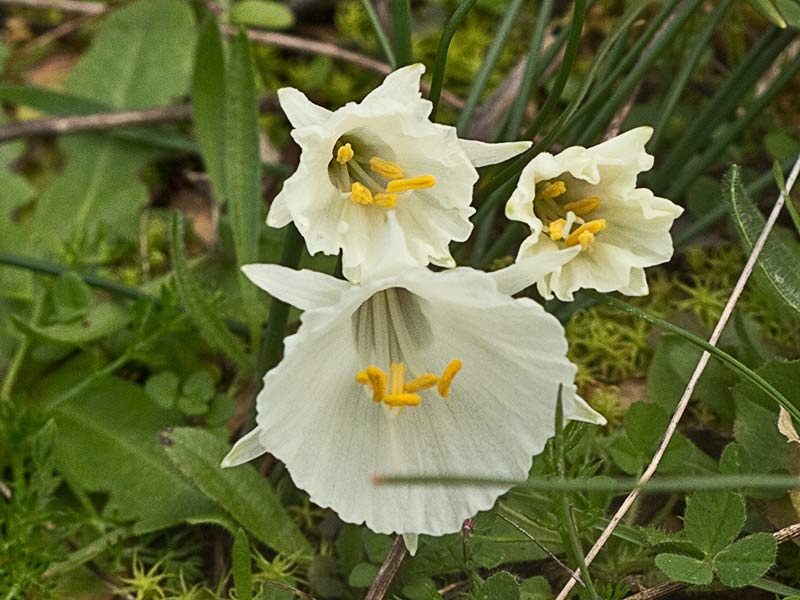 Narciso blanco, campanitas (Narcissus cantabricus)