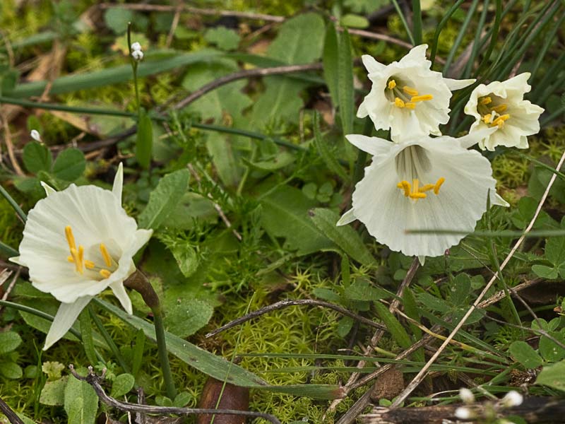 Narciso blanco, campanitas (Narcissus cantabricus)