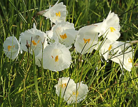 Ramillete de narcisos blancos