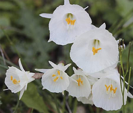 Rodal de narcisos blancos
