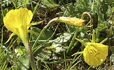 Narciso de olor