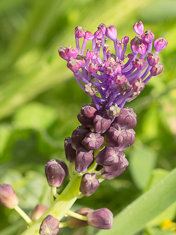 Nazareno madrileño (Muscari matritensis)