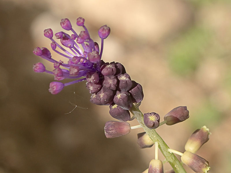 Nazareno madrileño (Muscari matritensis)