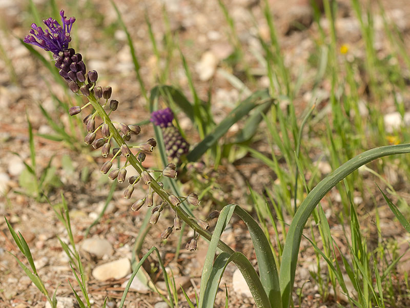 Nazareno madrileño (Muscari matritensis)
