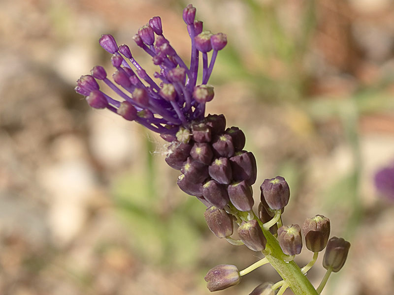 Nazareno madrileño (Muscari matritensis)