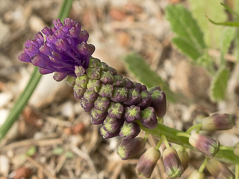 Nazareno madrileño (Muscari matritensis)