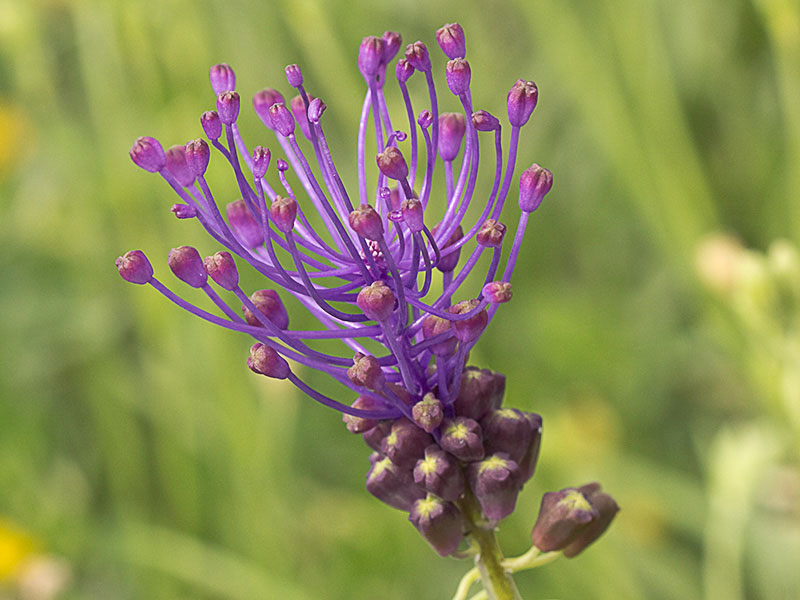 Nazareno madrileño (Muscari matritensis)