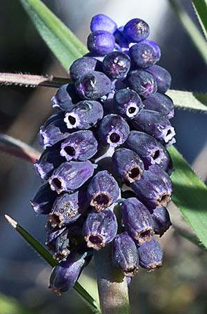Nazareno (Muscari neglectum)