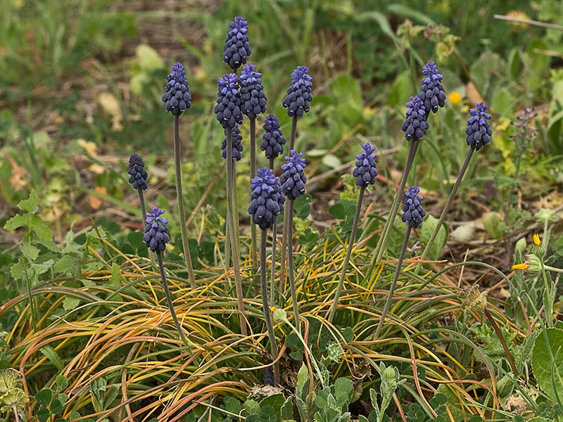 Nazarenos, Muscari Neglectum