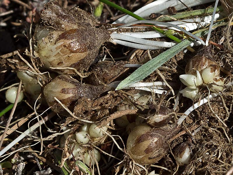 Nazareno, penitente o jacinto de uva (Muscari Neglectum) 