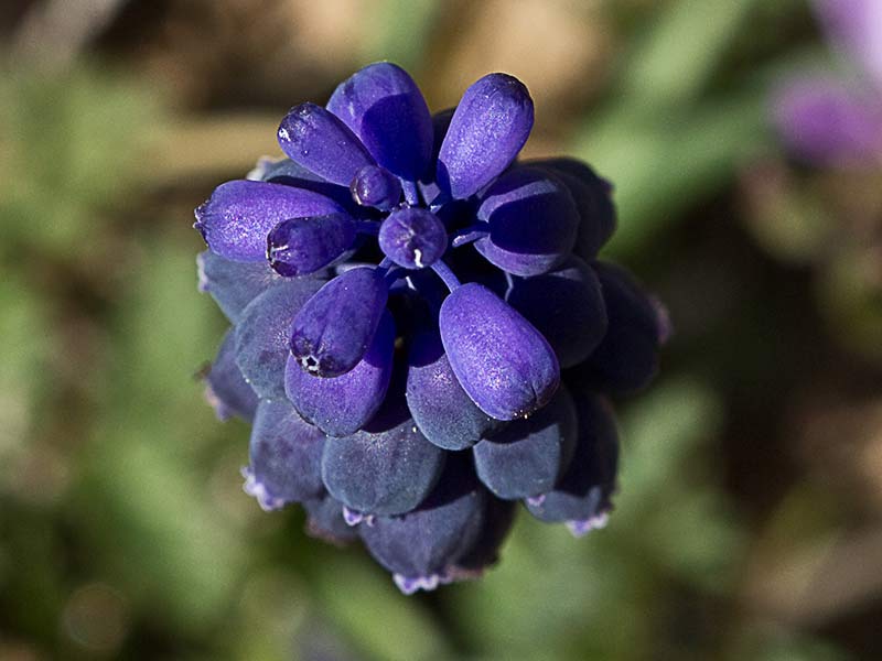 Nazareno, penitente o jacinto de uva (Muscari Neglectum) 