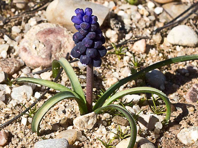 Nazareno, penitente o jacinto de uva (Muscari Neglectum) 