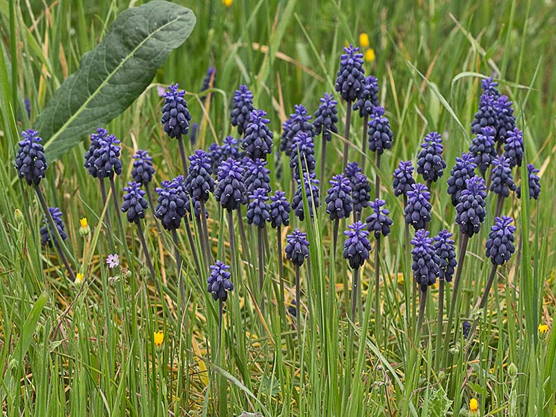 Nazareno (Muscari neglectum)