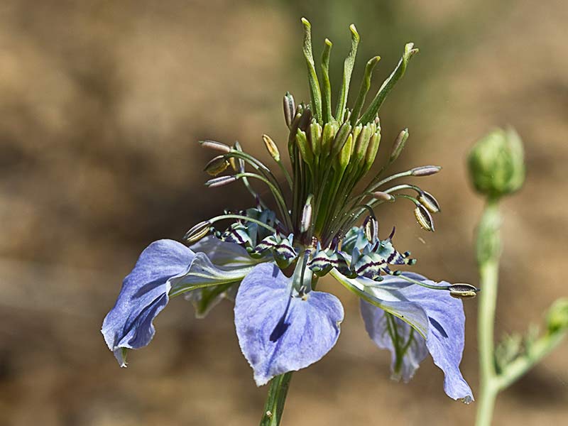 Neguilla (Nigella gallica)
