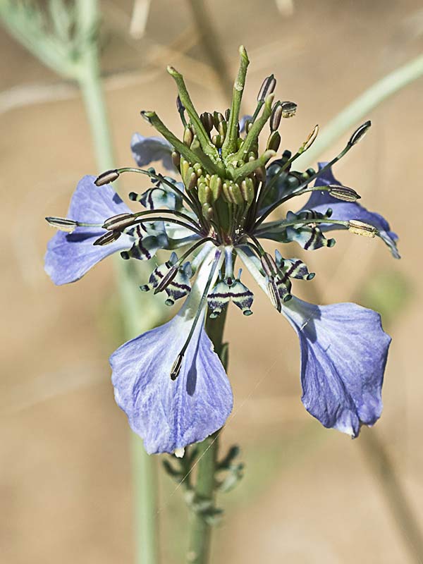 Neguilla (Nigella gallica)