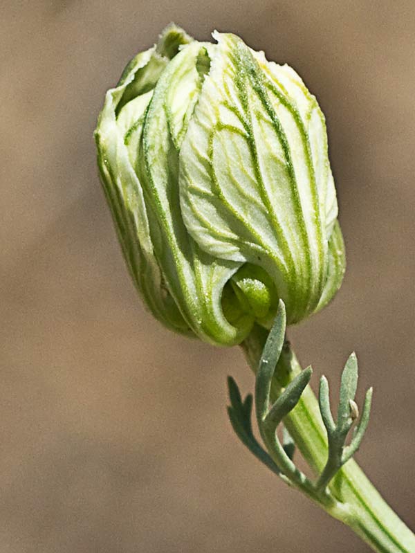 Neguilla (Nigella gallica)