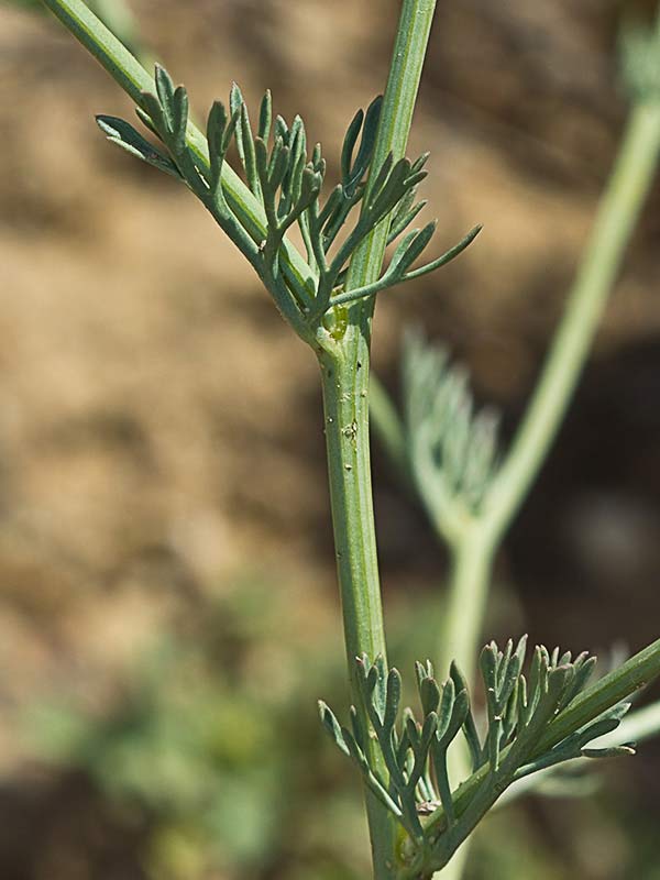 Neguilla (Nigella gallica)