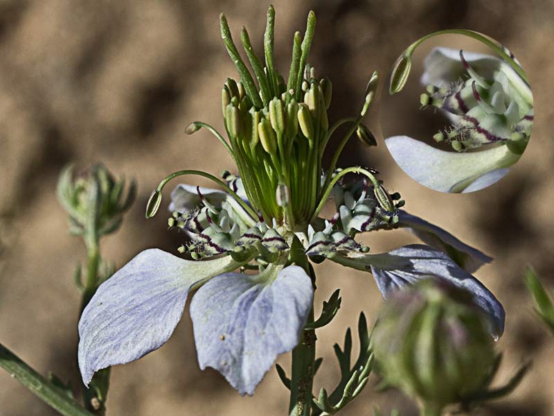 Neguilla (Nigella gallica)
