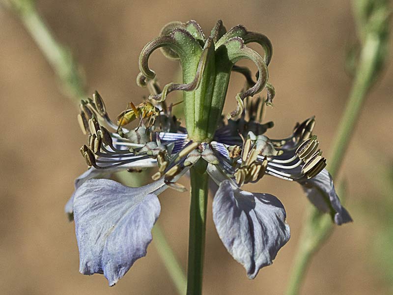 Neguilla (Nigella gallica)