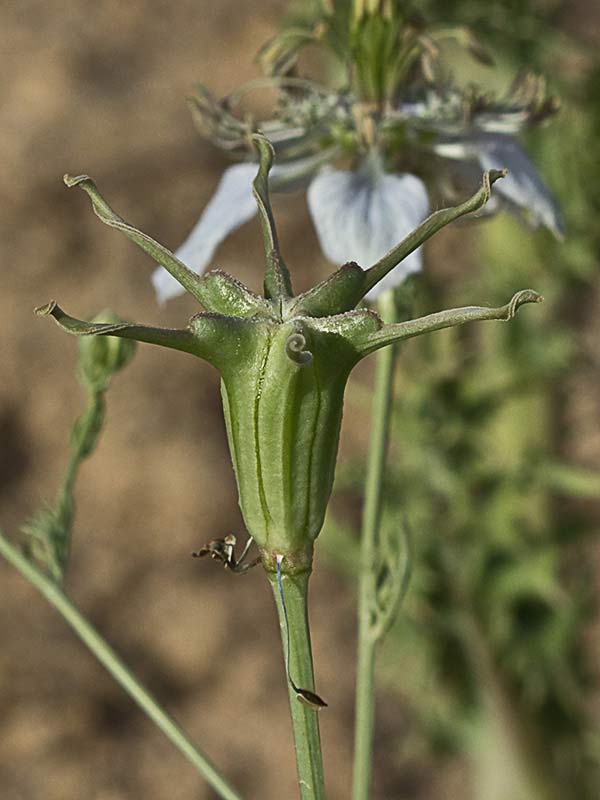 Neguilla (Nigella gallica)