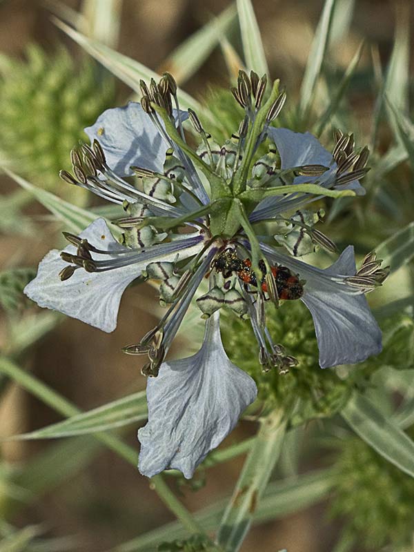 Neguilla (Nigella gallica)