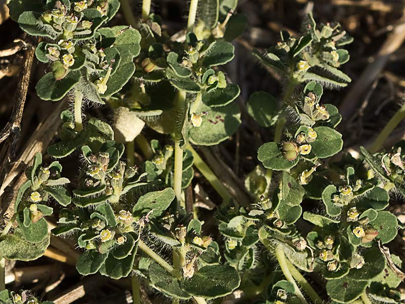 Nogueruela (Chamaesyce canescens)