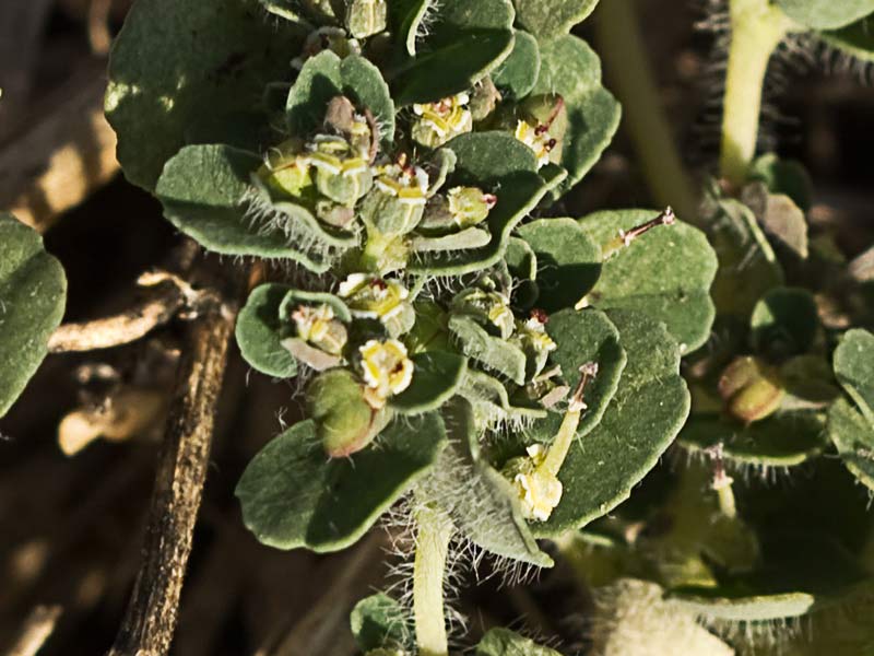 Nogueruela (Chamaesyce canescens)