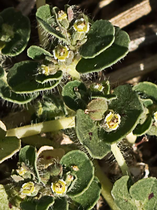 Nogueruela (Chamaesyce canescens)