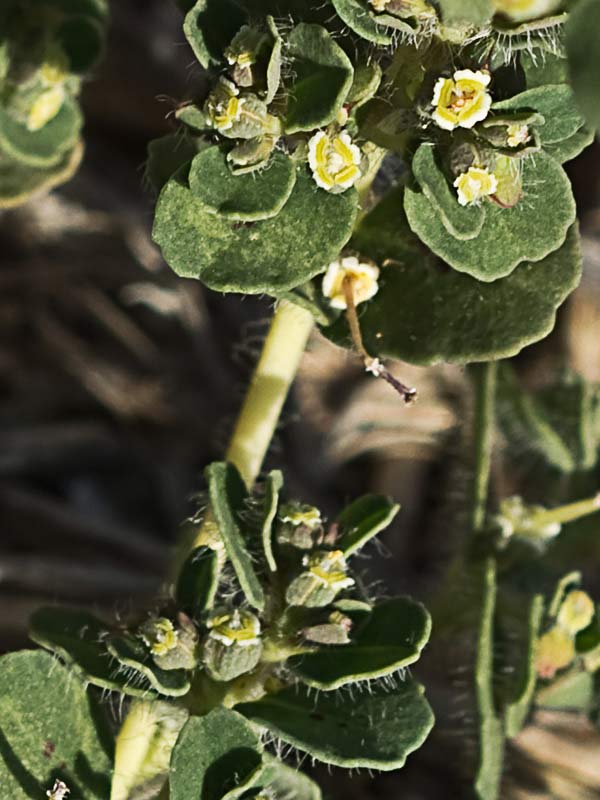 Nogueruela (Chamaesyce canescens)