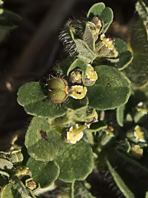 Nogueruela (Chamaesyce canescens)
