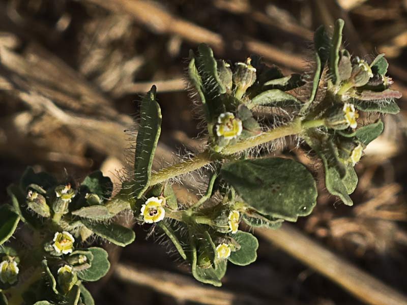 Nogueruela (Chamaesyce canescens)