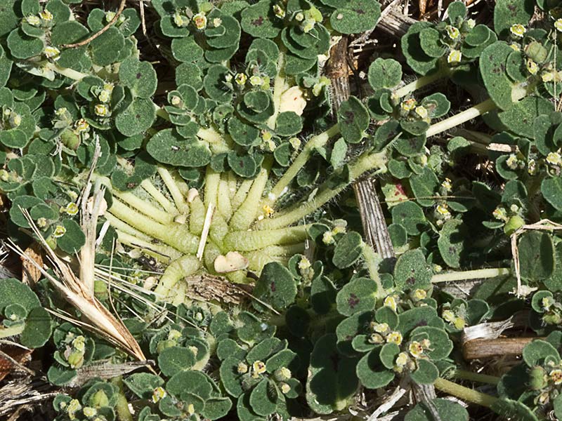 Nogueruela (Chamaesyce canescens)