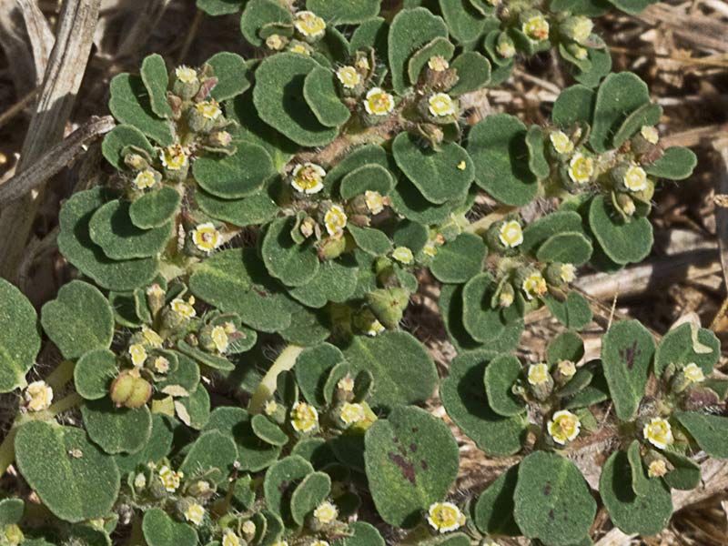 Nogueruela (Chamaesyce canescens)