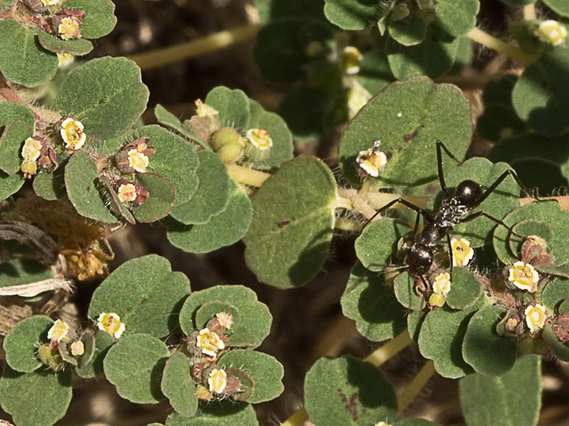 Nogueruela (Chamaesyce canescens)