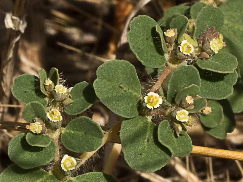 Nogueruela (Chamaesyce canescens)