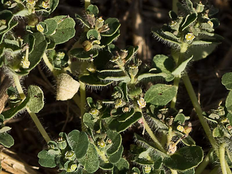 Nogueruela (Chamaesyce canescens)