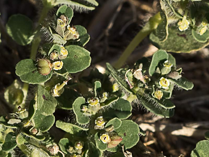 Nogueruela (Chamaesyce canescens)