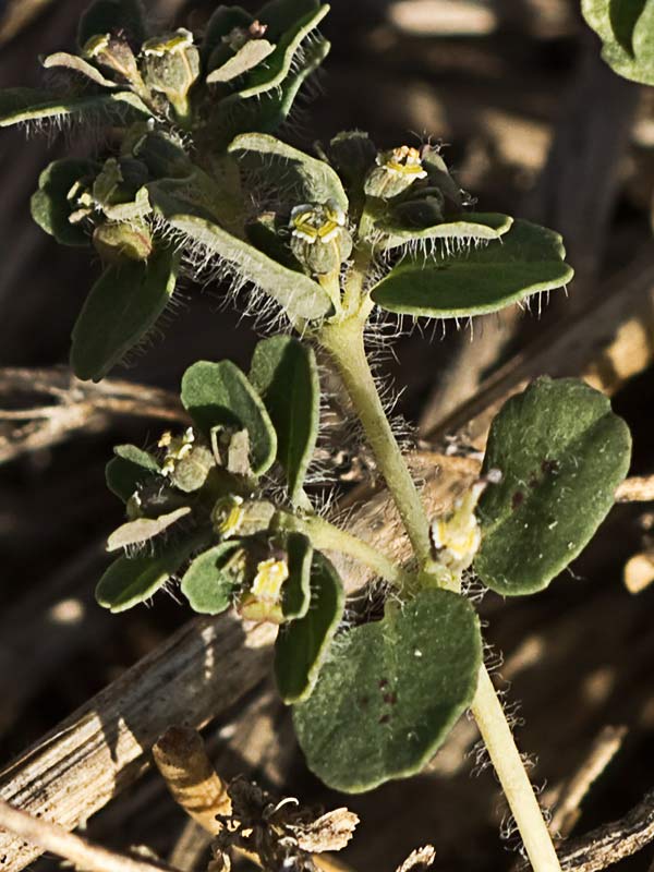 Nogueruela (Chamaesyce canescens)
