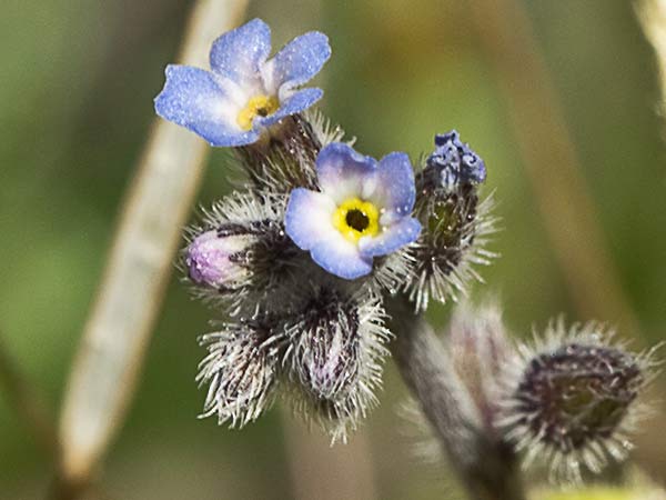 Nomeolvides temprano (Myosotis ramosissima)