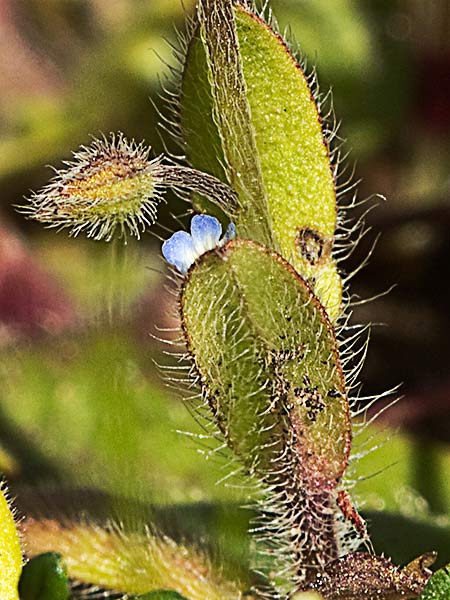 Nomeolvides temprano (Myosotis ramosissima)
