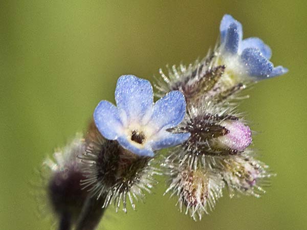 Nomeolvides temprano (Myosotis ramosissima)