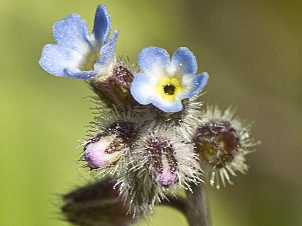 Nomeolvides temprano (Myosotis ramosissima)