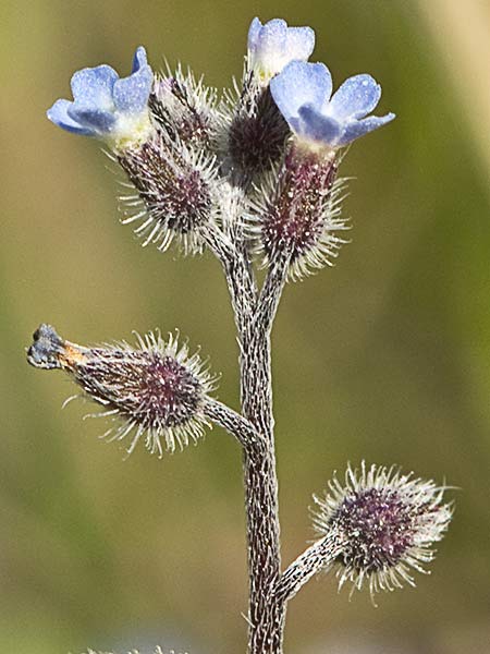 Nomeolvides temprano (Myosotis ramosissima)
