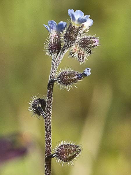Nomeolvides temprano (Myosotis ramosissima)
