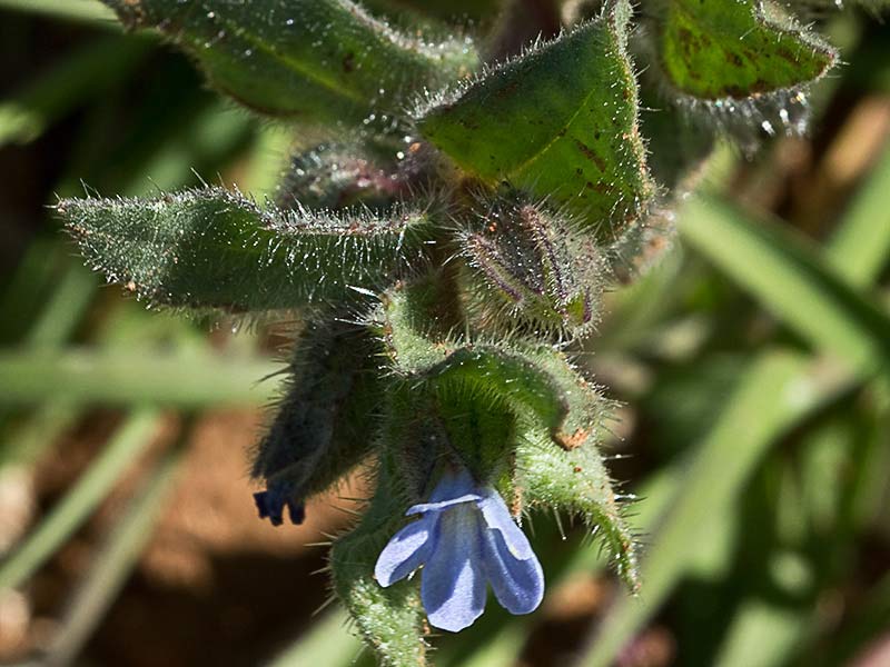 Mata de la Nonea micrantha